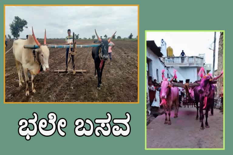 oxen Plowing 20 acres land in 10 hours