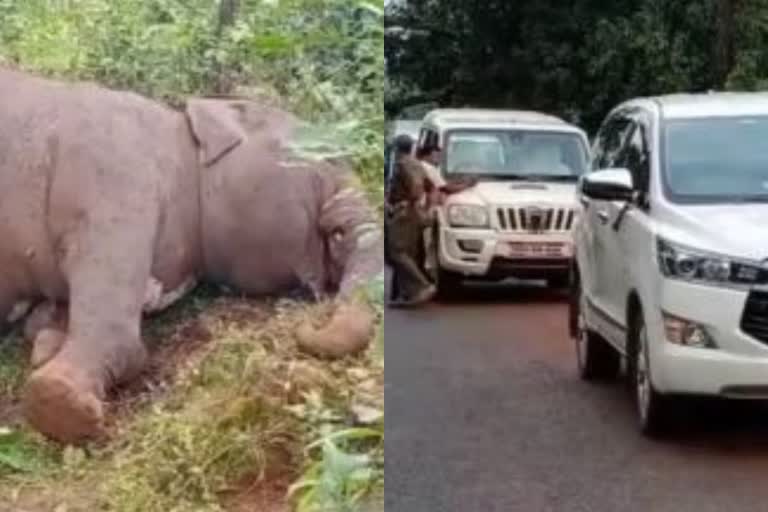 କେନ୍ଦୁଝରରେ ଗତ ମାସେ ମଧ୍ୟରେ ମଲେଣି ୪ ହାତୀ, ତଦନ୍ତ ପାଇଁ ପହଞ୍ଚିଲା ବିଶେଷଜ୍ଞ ଟିମ