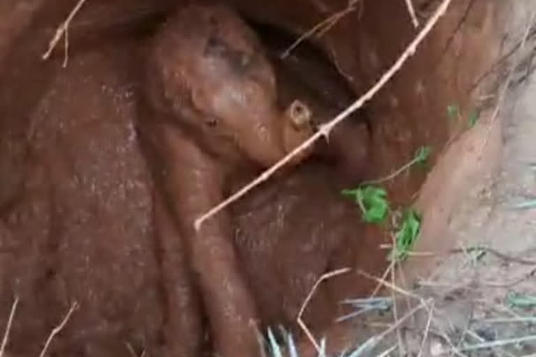 FOREST OFFICER RESCUED WILD ELEPHANT CALF