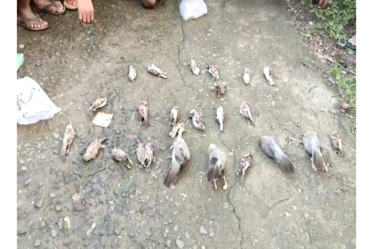 Death of more than 24 birds