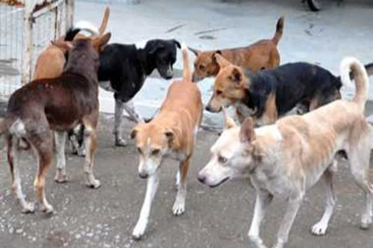 Dogs roaming on the road carrying a newborn's head