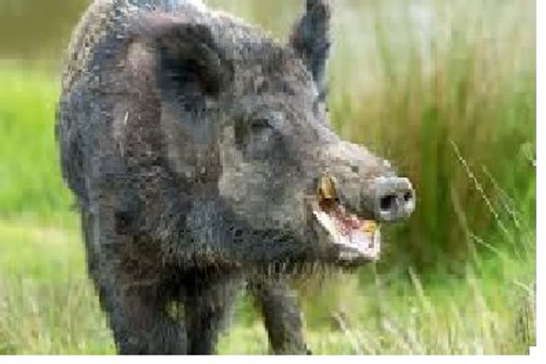 terror of wild pig