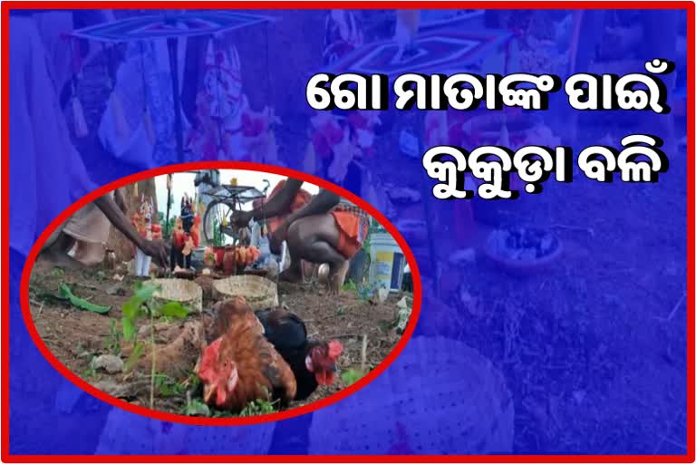 ଗୋ ମାତାଙ୍କ ଫାଟୁଆ ରୋଗ ଭଲ ପାଇଁ କୁକୁଡ଼ା ବଳି