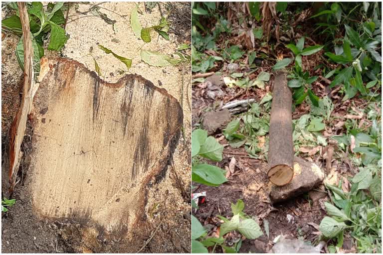 sandalwood trees