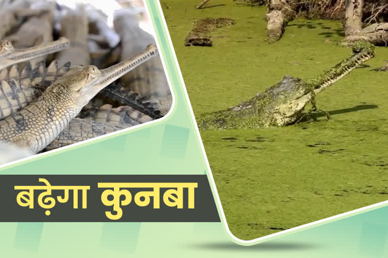 Alligators in Corbett Park