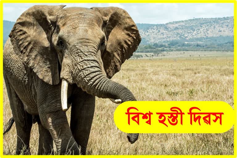 World Elephant Day