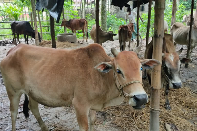 Cattle seized at Bilashipara