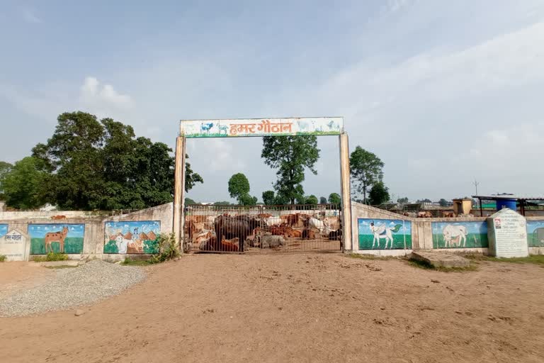 napier-grass-in-gauthans-of-dhamtari