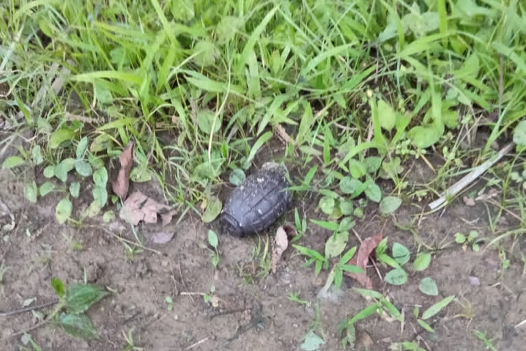 grenade blast at nagaland near charaideo