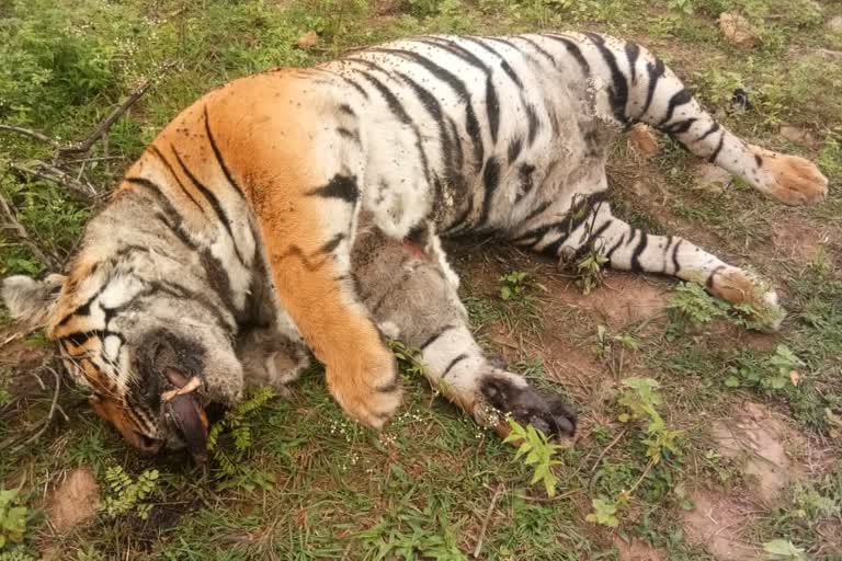 5 year old tigers died