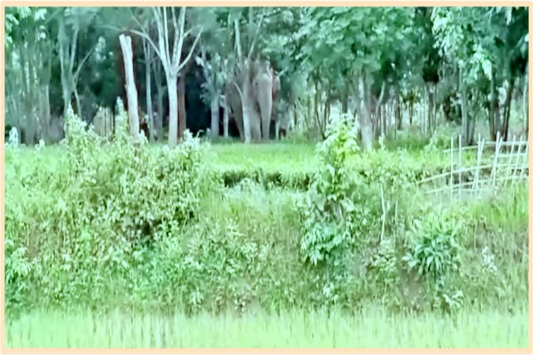 Wild elephant panic in samaguri