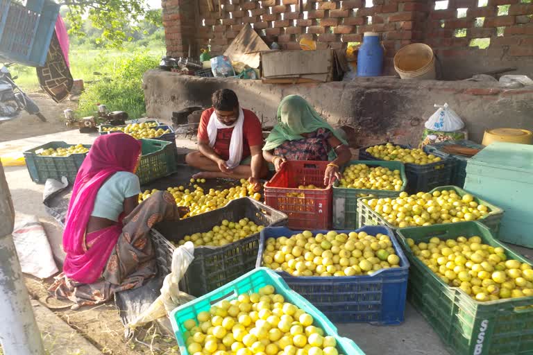 नींबू की खेती, अचार का कारोबार