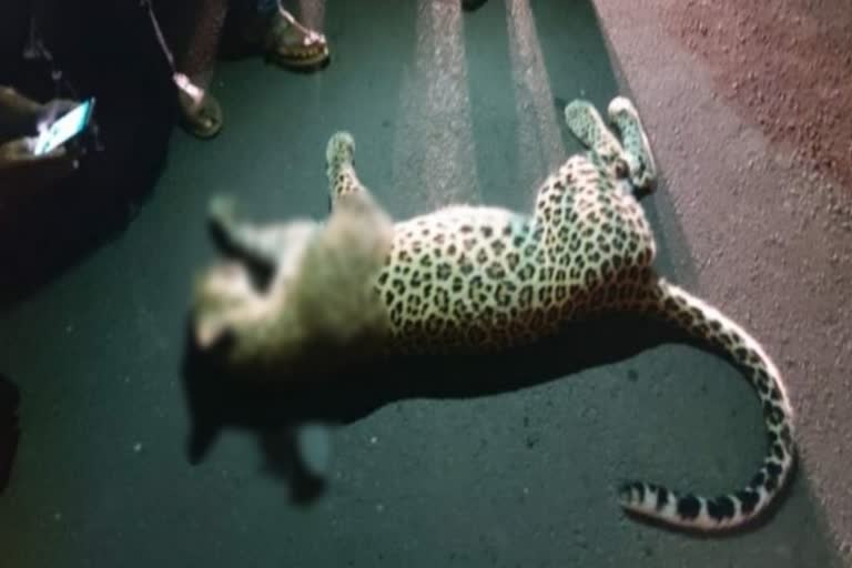 leopard died vehicle hit chandrapur