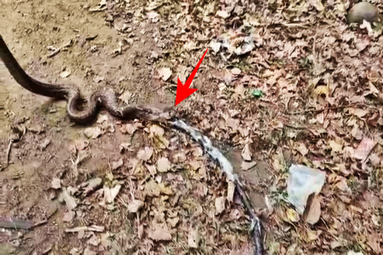 cobra spits out 4 feet long rat snake