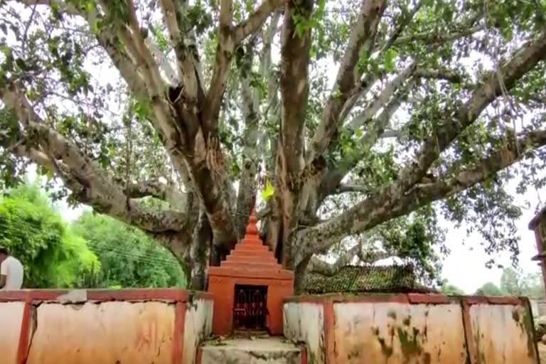 banyan-tree-in-dhamtari-is-witness-to-the-independence-of-the-country