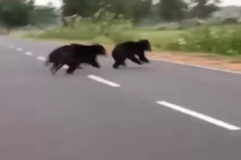 youth-attacked-by-three-bears-in-marwahi-condition-critical
