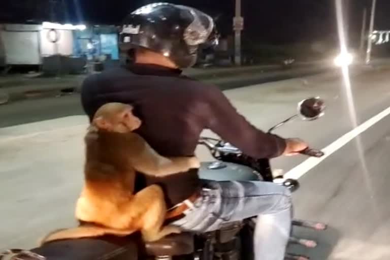 monkey sitting on bike in Jaipur, Viral Video of monkey