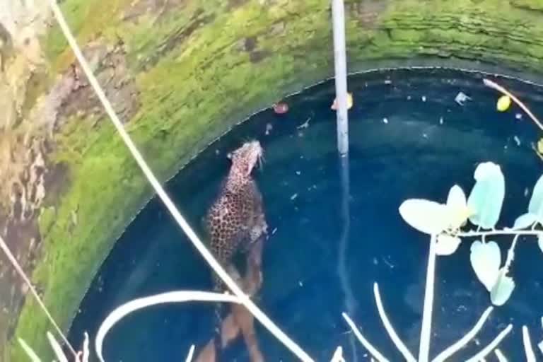 Leopard fell into the well while running after the dog