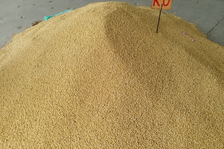 Soybean prices, Kota news