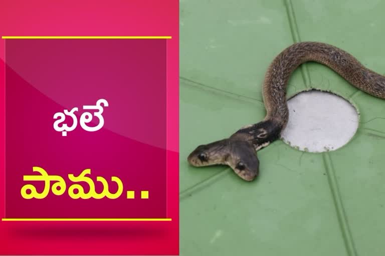 రెండు తలల కోబ్రా