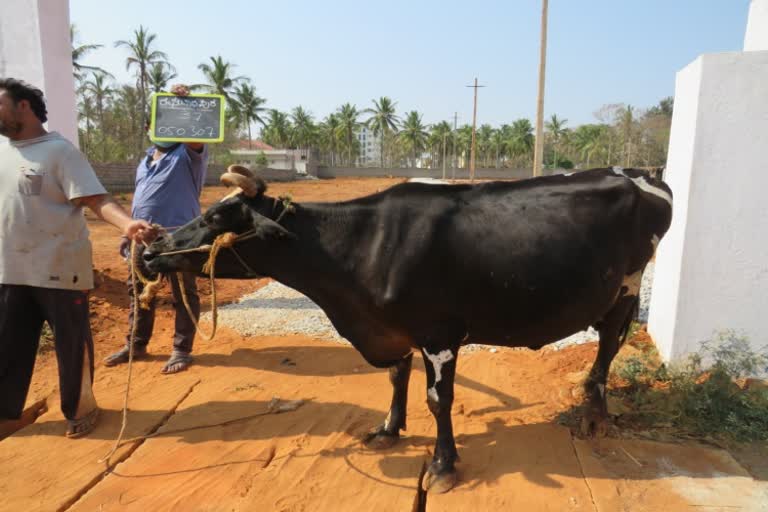 bamul refuses to give cow insurance amount