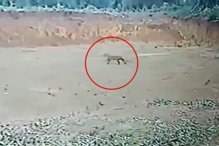 cheetah-attack-on-dog-in-mangalore