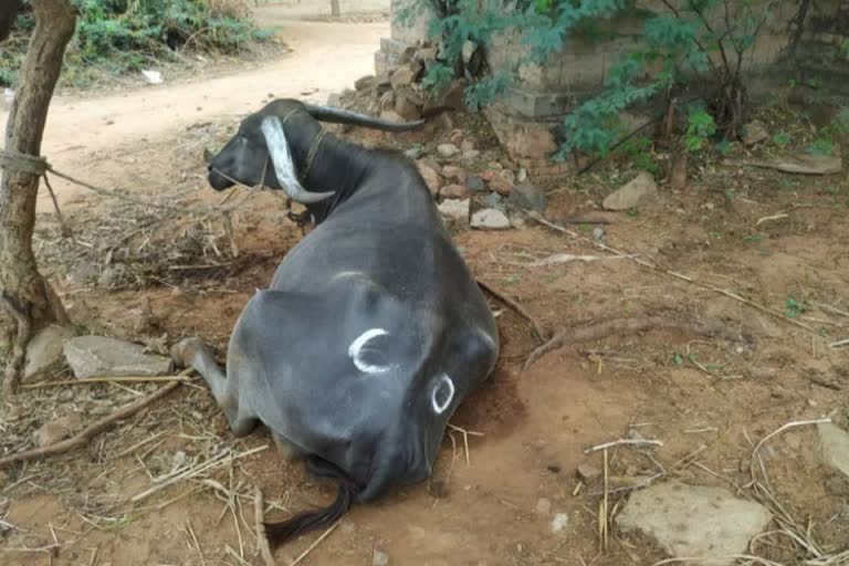 ಎಮ್ಮೆಗೆ