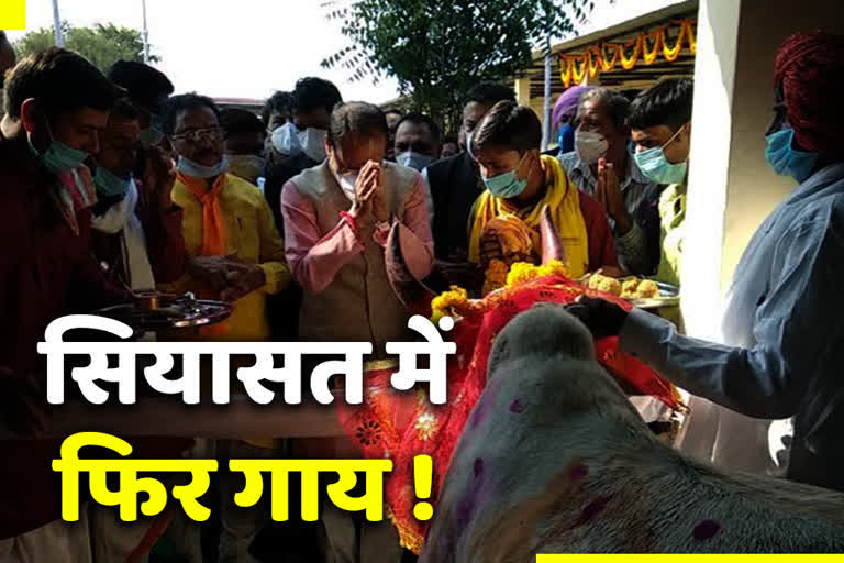 mp politics on cow