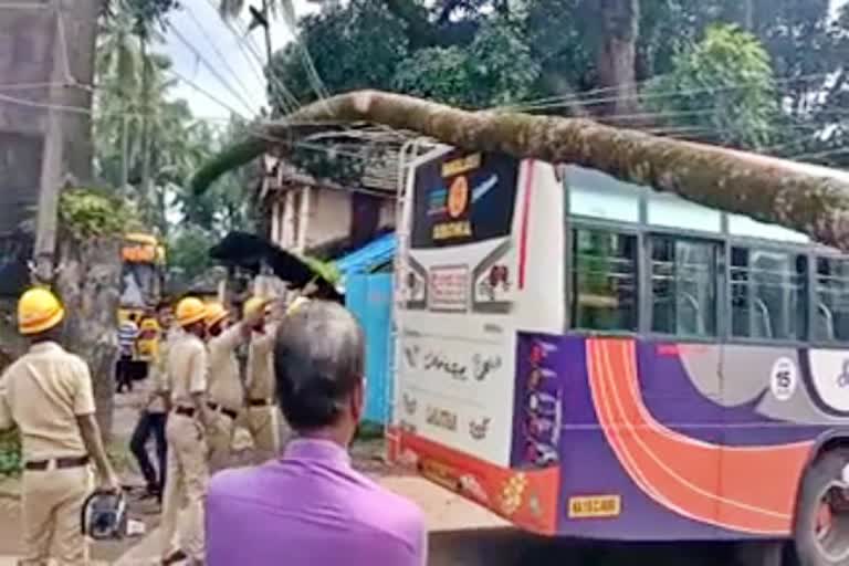 coconut-tree-fallen-with-a-high-tension-wire-on-a-moving-bus-in-mangalore