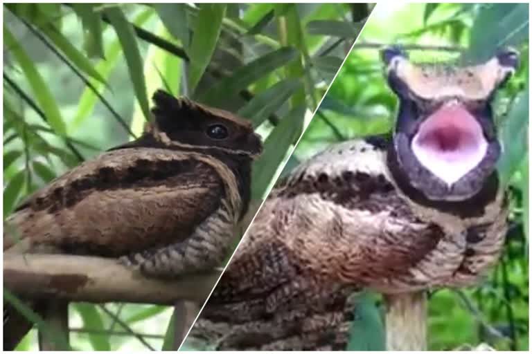 great earde nightjar spotted in tinsukia