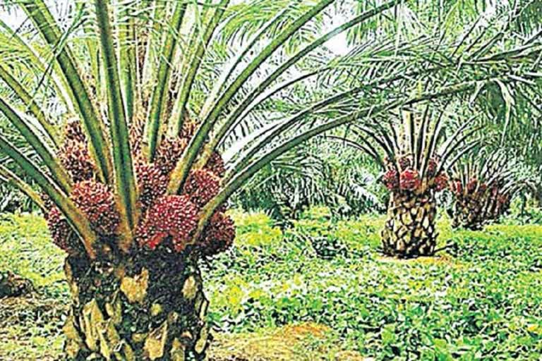 Oil Palm Firming