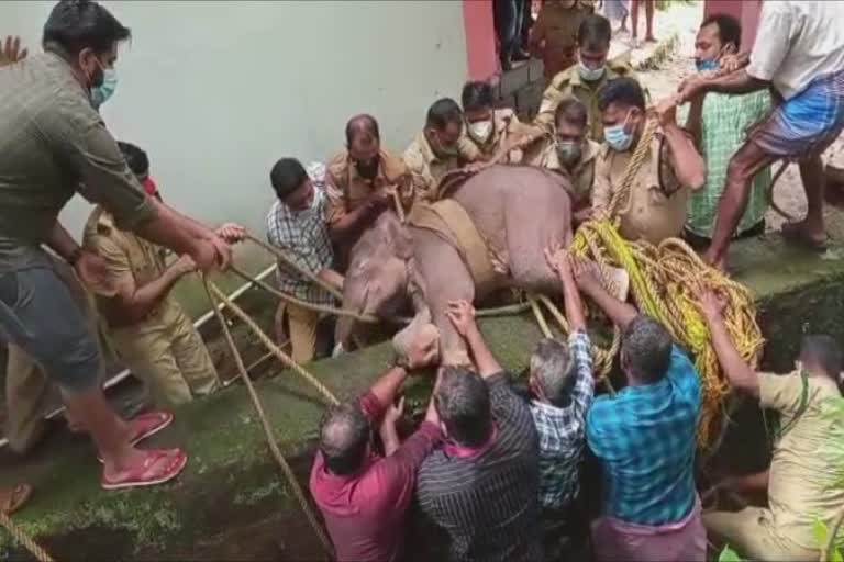 Scenes of an elephant calf being rescued go viral  elephant calf fell into pond  elephant calf being rescued go viral in pathanamthitta  തോട്ടിലകപ്പെട്ട ആനകുട്ടി  പത്തനംതിട്ടയിൽ ആനക്കുട്ടി