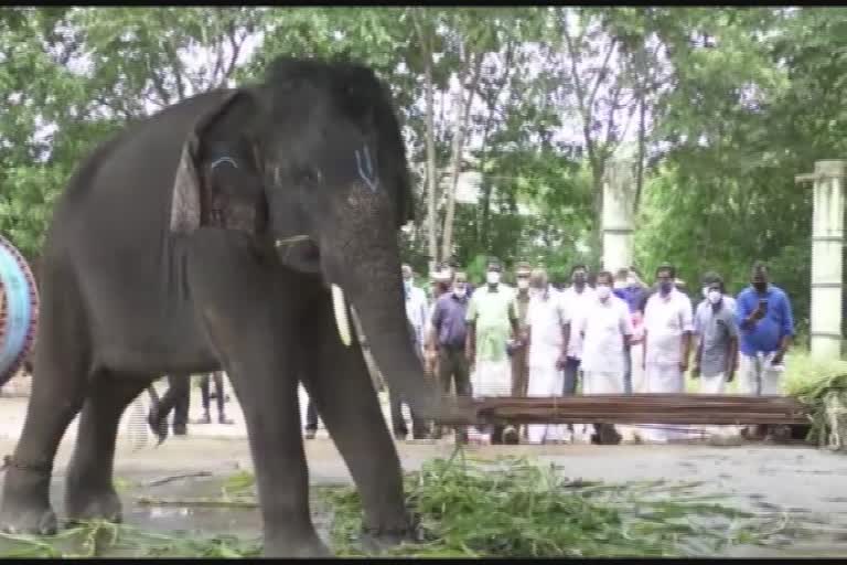 Kottur Elephant Rehabilitation Center  forest minister  A K saseendran  കോട്ടൂർ ആന പുനരധിവാസ കേന്ദ്രം  വനം മന്ത്രി  കോട്ടൂര്‍ വനമേഖല  എ കെ ശശീന്ദ്രൻ