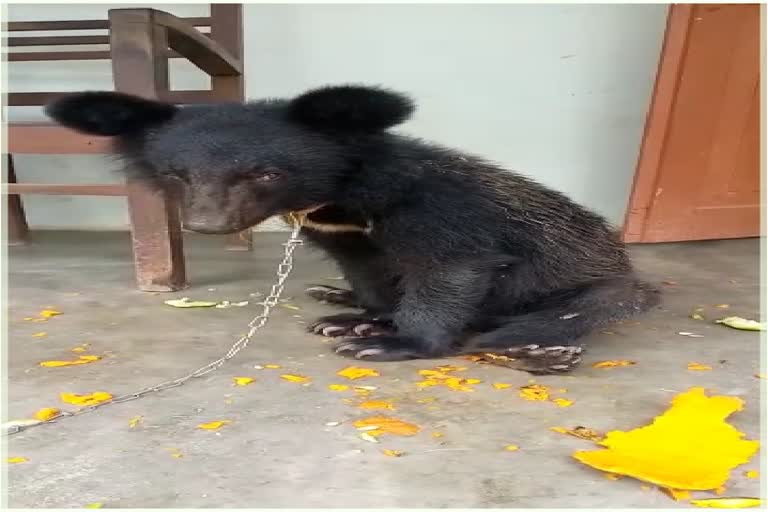 ডকমকাত দুষ্প্ৰাপ্য এছিয়ান ক'লা প্ৰজাতিৰ ভালুক পোৱালী উদ্ধাৰ