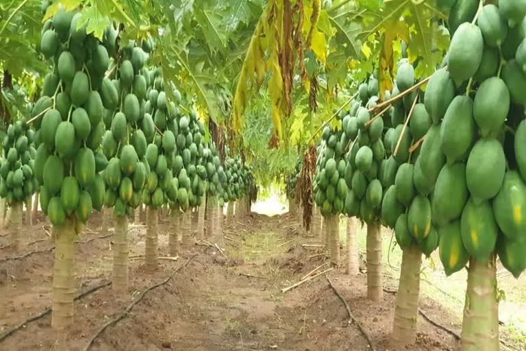 Know about papaya farming most profitable