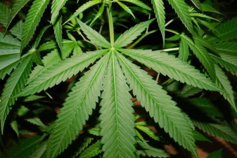 marijuana, marijuana and covid, weed, smoke, covid-19, coronavirus pandemic, risk for covid-19, severe covid infection, Cannabis Use Disorder (CUD)