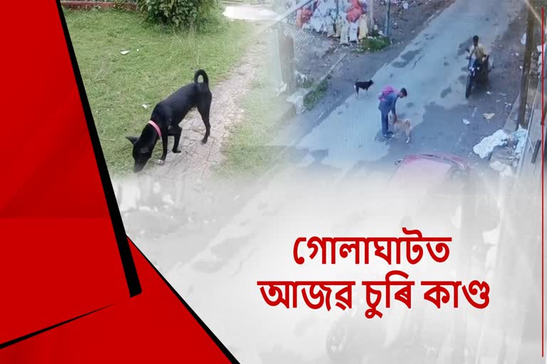 কুকুৰো বাচি নগ’ল এইবাৰ তেওঁলোকৰ পৰা..