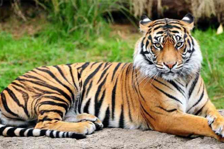 Tiger spotted at Narnala fort in Maharashtra