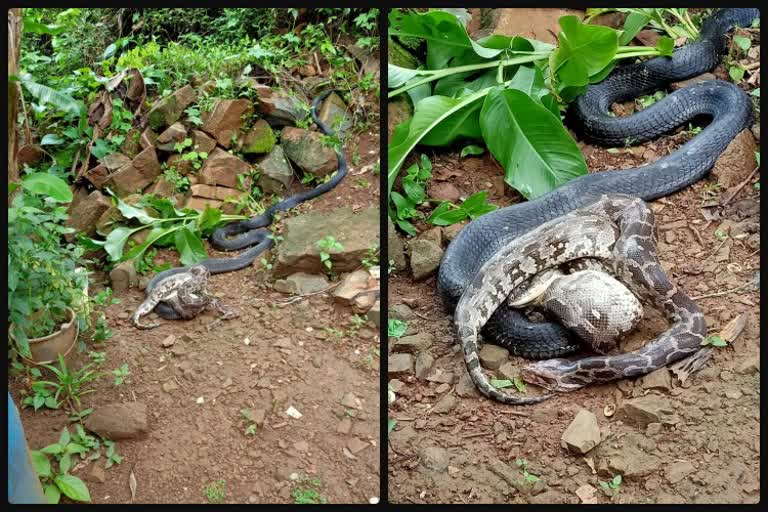 Big Fight Between Python-Kalinga