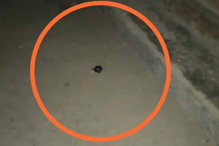 Grenade hurled at CRPF bunker in J-K's Srinagar