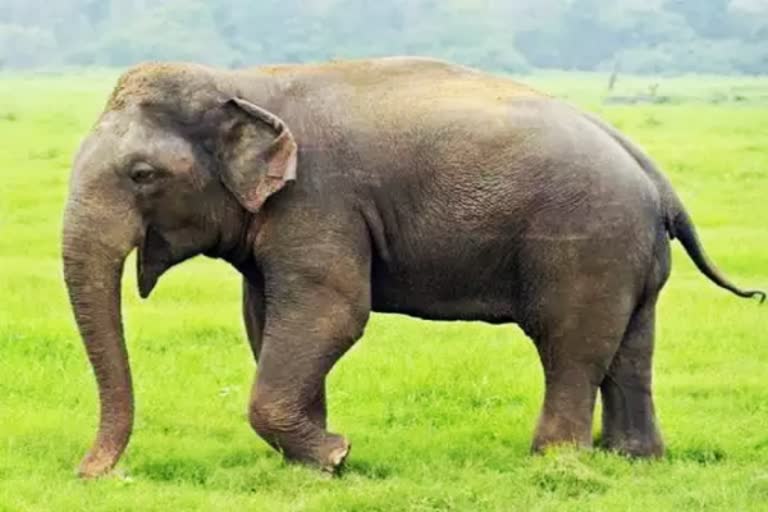 man-killed-in-elephant-attack-in-nilgiris