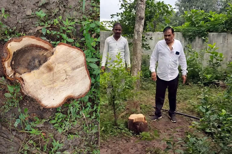 लाखों रुपए का पेड़ काटा