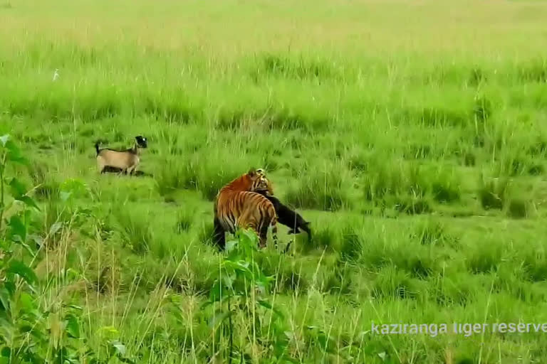 Kaziranga National Park