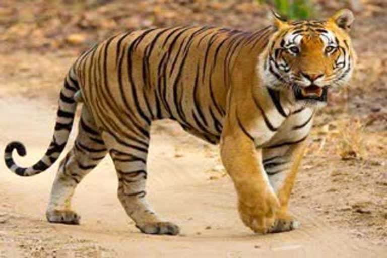 palamu tiger reserve