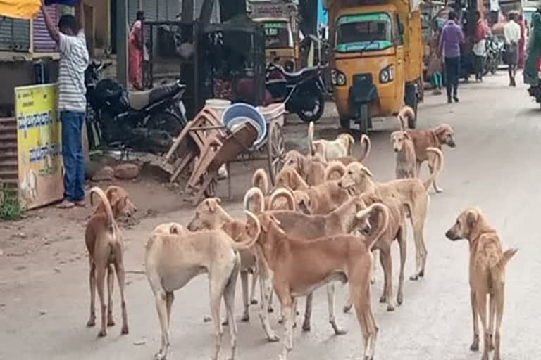 street dogs attack on lady at hassan