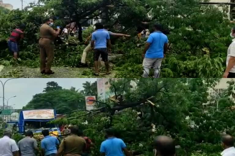 சென்னையில் கனமழை, கனமழை, மழை, rain, chennai rain, tree fallen in poonamalle highroad, poonamalle, chennai