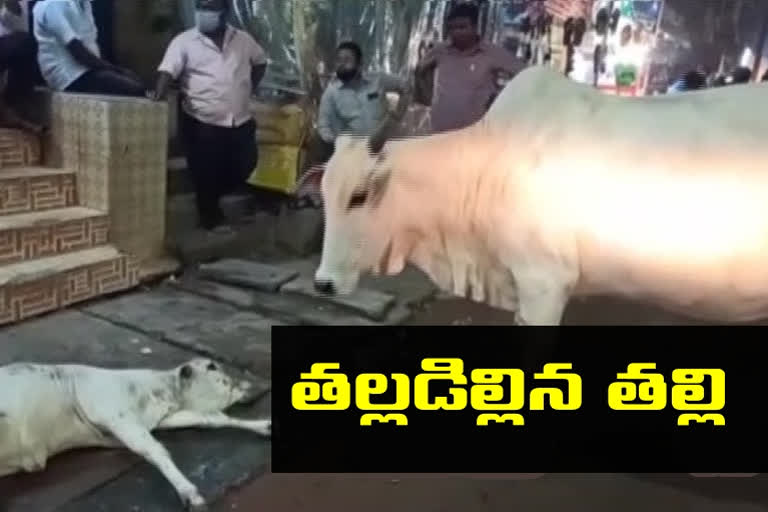 accident to calf, calf accident in ap