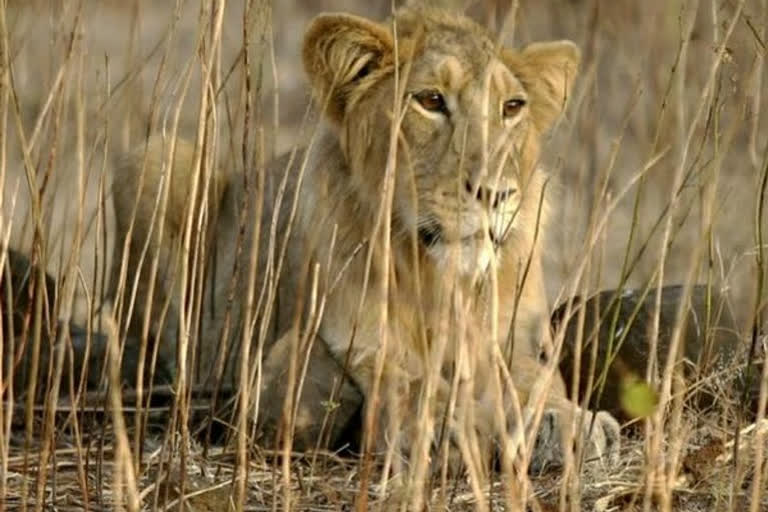 Lion run over by train in Gujarat