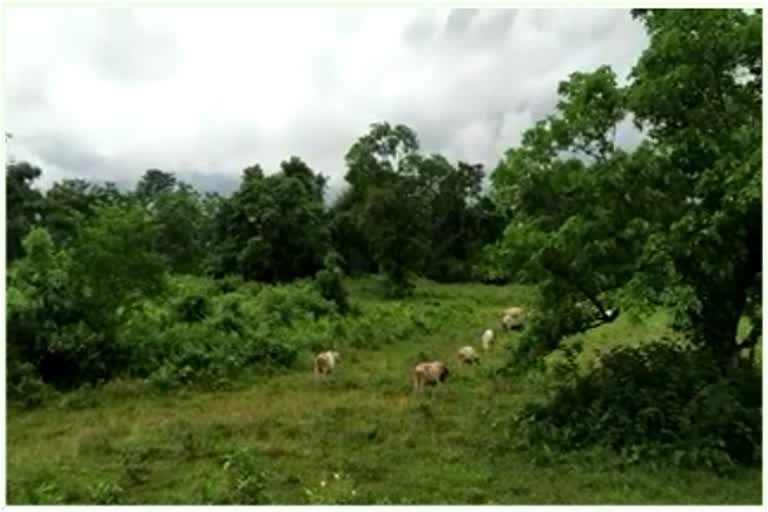 বান-পীড়িতৰ বাবে চৰকাৰে প্ৰদান কৰা ভূমি বহিৰাগত বনিয়াক বিক্ৰী ভূ-মাফিয়াৰ