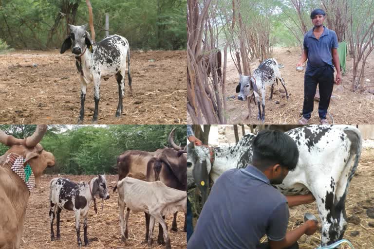 ભુજમાં 9 મહિનાની વાછરડી આપે છે દૂધ